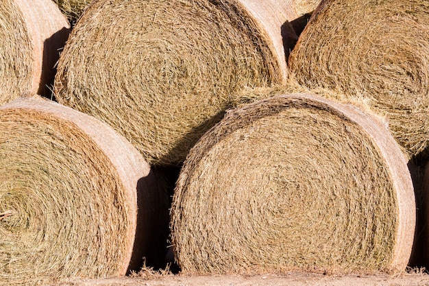 Hay rolls stack for storage on the farm