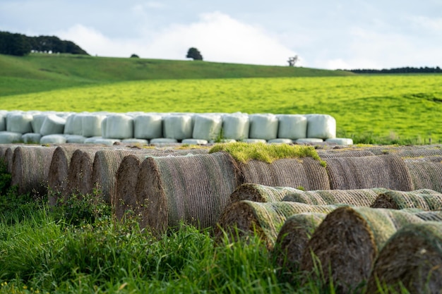 Hay and silage bales stored on a farm in a stack yard in mexico