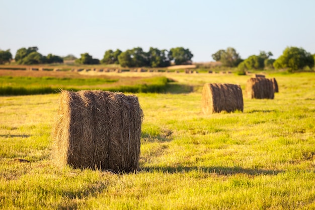 Photo hay stacks in the field in evening