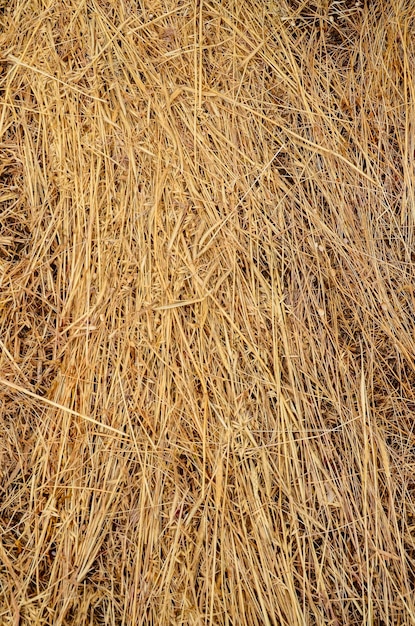 Hay Texture