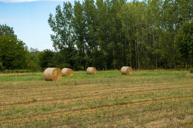 Haybales on a field