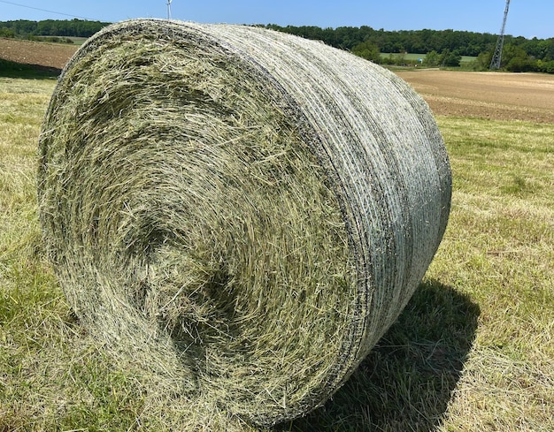 Haylage is grass dried to a humidity of 5055 and preserved in sealed containers