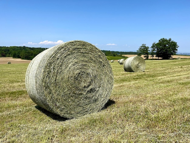 Foto haylage è erba essiccata a un'umidità di 5055 e conservata in contenitori sigillati