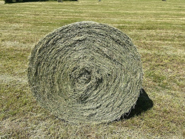 Haylage is grass dried to a humidity of 5055 and preserved in sealed containers