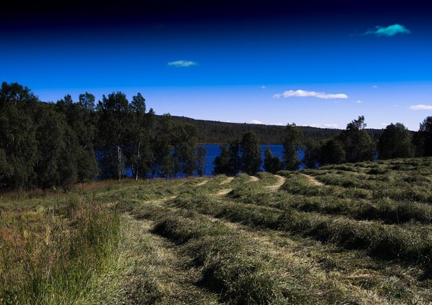 Haymaked field landscape background hd