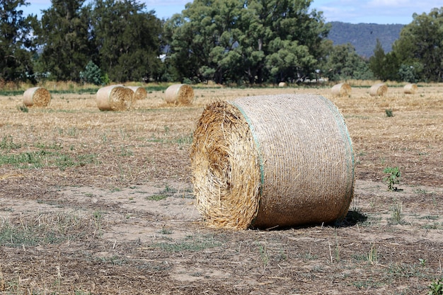 Foto hayrolls sul campo a mudgee, in australia