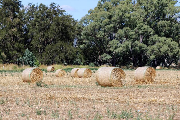 Hayrolls op het veld in Mudgee, Australië