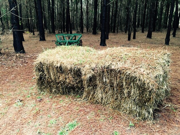 Foto hays sul campo contro gli alberi