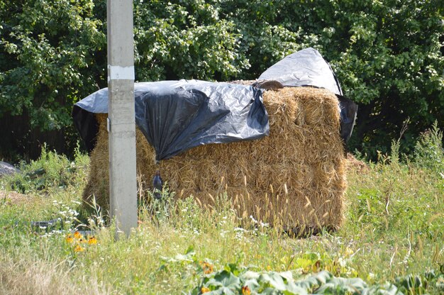 Haystack for animal feeding in the village