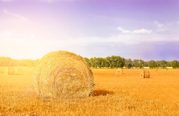 haystack close-up on agricultural field with hay