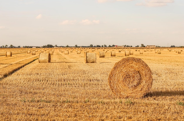 Pagliaio nel campo dopo il raccolto rotoballe di fieno attraverso il campo di un agricoltore raccolta della paglia per l'alimentazione degli animali