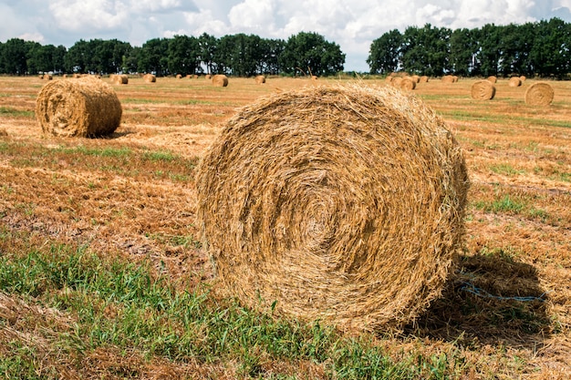 A haystack in the field after harvest