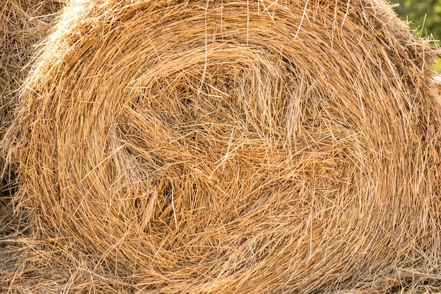 Фото Стог сена летом. один рулон крупным планом. сухая трава.