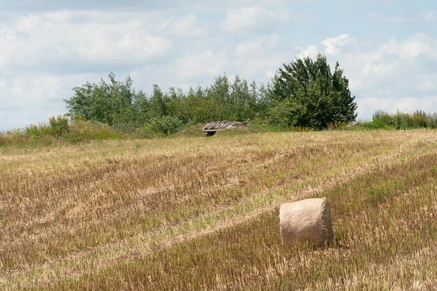 A haystack left in a field after harvesting grain crops Harvesting straw for animal feed End of the harvest season Round bales of hay are scattered across the farmer's field