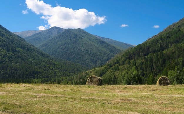 Стога сена на сельскохозяйственном поле в горах. Алтай, Россия