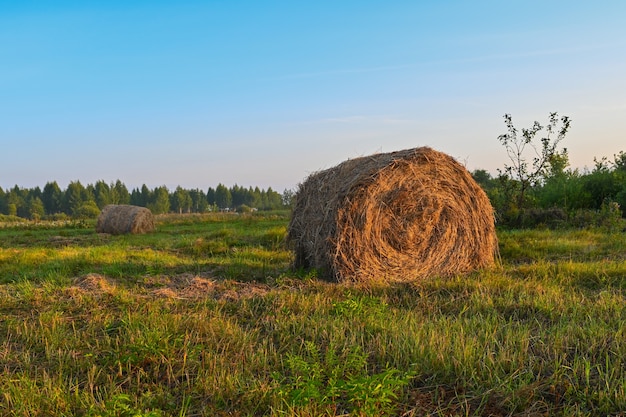 Haystacks on the background of a summer field at sunrise. Summer.