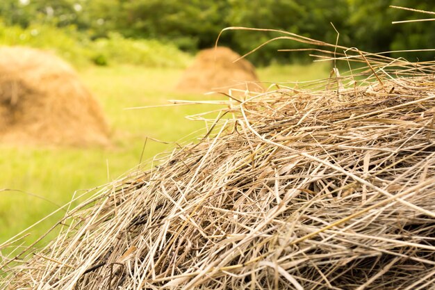 写真 晴れた日に草のバールと一緒に野原の草の山