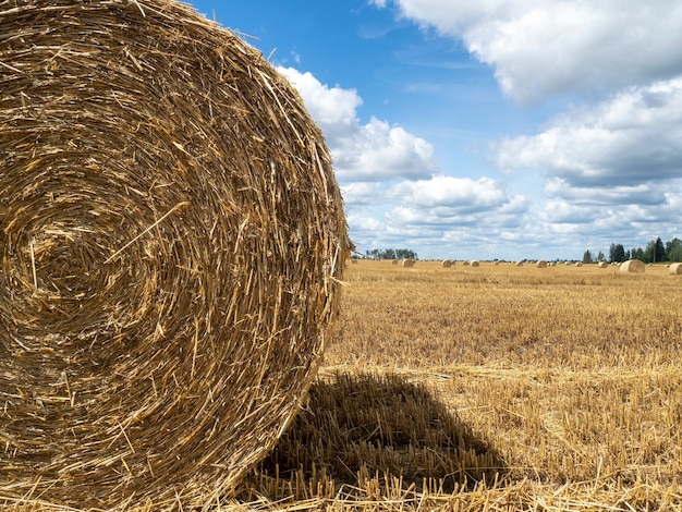 Haystacks on the field, close-up view. Bright yellow and golden Haystacks on agricultural field in sunny summer day.