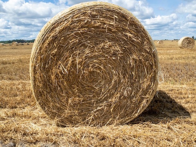 Haystacks on the field, close-up view. Bright yellow and golden Haystacks on agricultural field in sunny summer day.