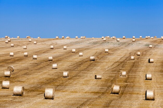 Haystacks in a field of straw  an agricultural field on which lie Straw Haystacks after harvest blue sky