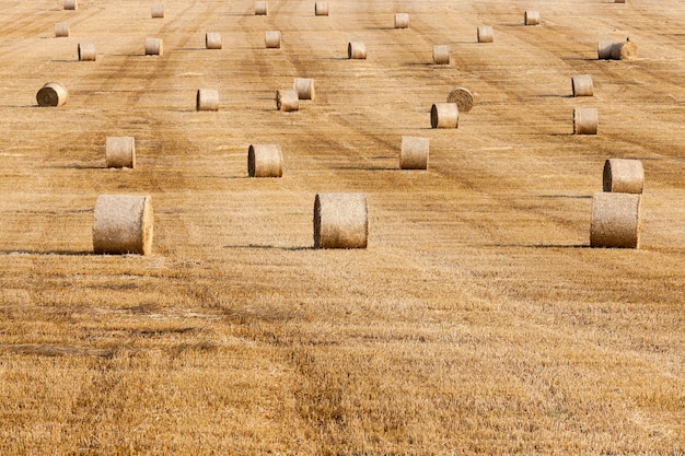 Haystacks in a field of straw - an agricultural field on which lie Straw Haystacks after the harvest, a small depth of field