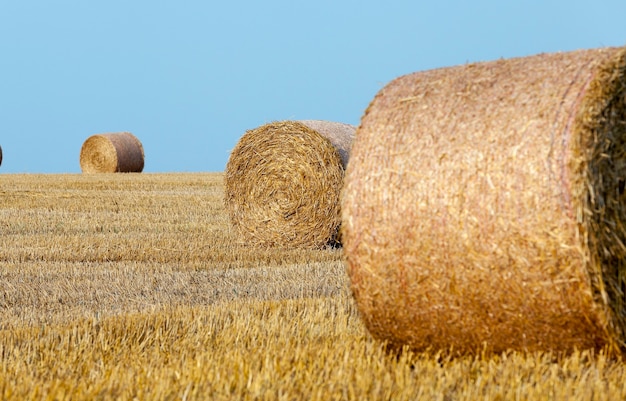 Haystacks in a field of straw an agricultural field on which there are haystacks straw after harvesting wheat