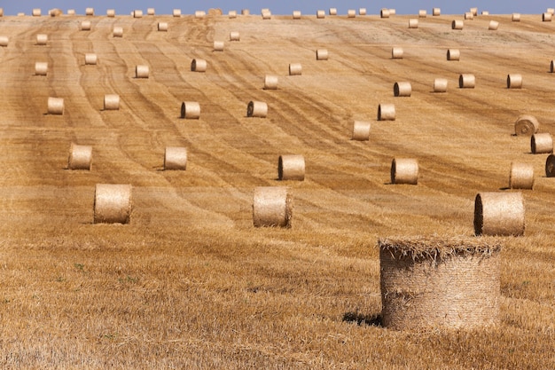 Haystacks in a field of straw  haystacks  straw left after harvesting wheat