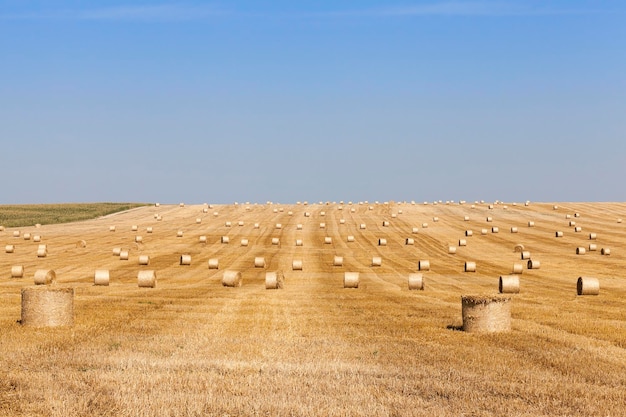 Haystacks in a field of straw