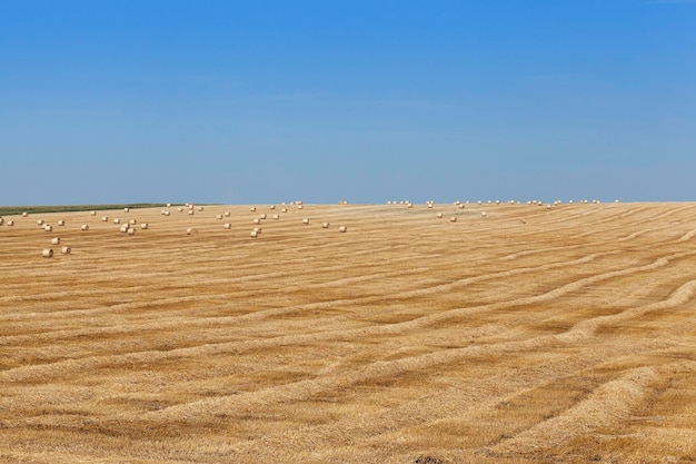 Haystacks in a field of straw