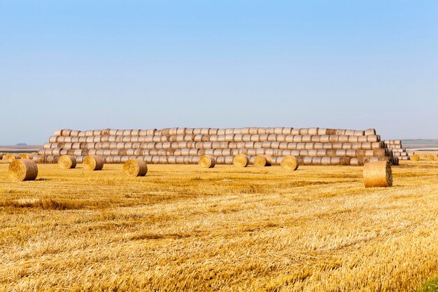 Haystacks in a field of straw