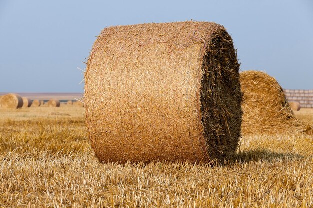 Haystacks in a field of straw