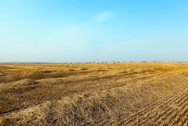 Haystacks in a field of straw