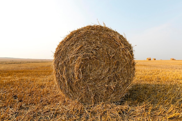 Haystacks in a field of straw