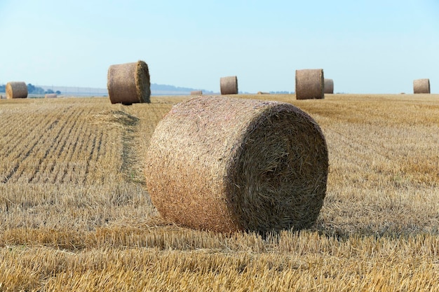 Haystacks in a field of straw