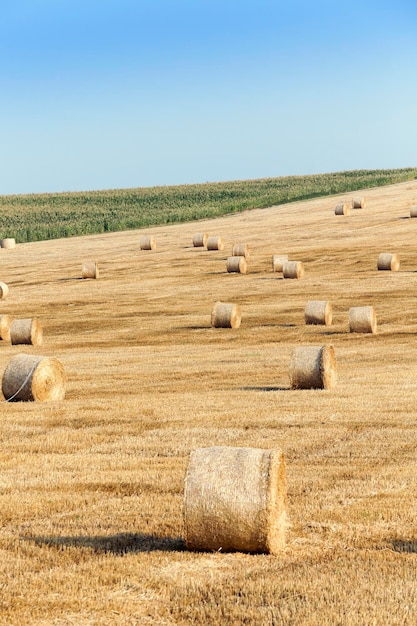 Haystacks in a field of straw