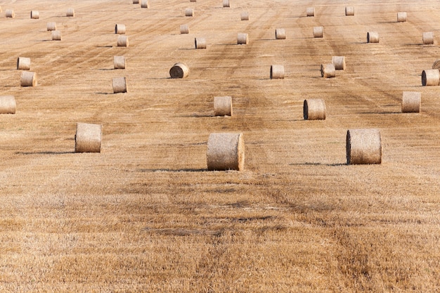 Haystacks in a field of straw