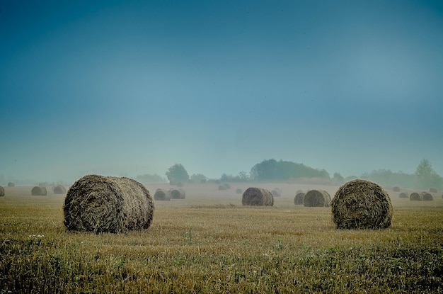 Haystacks in the field