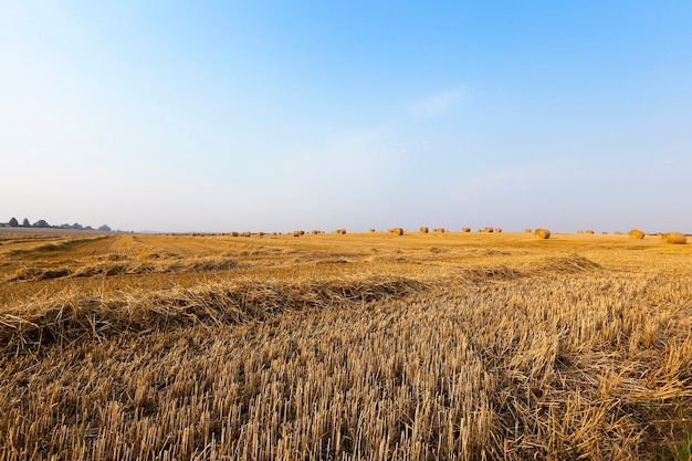 Haystacks in a field