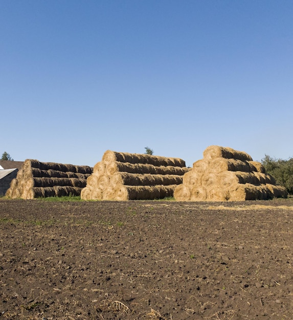 Mucchi di fieno piegati a forma di piramide sul campo raccolta di balle rotonde