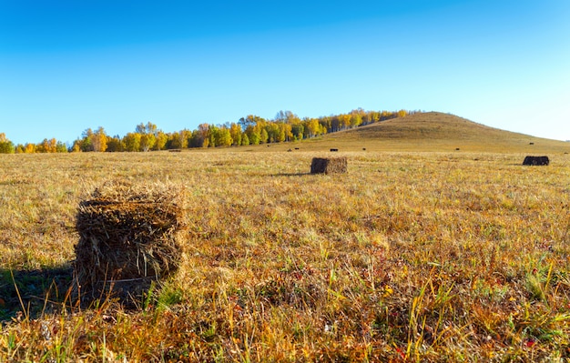 Covoni di fieno sulle praterie della mongolia interna