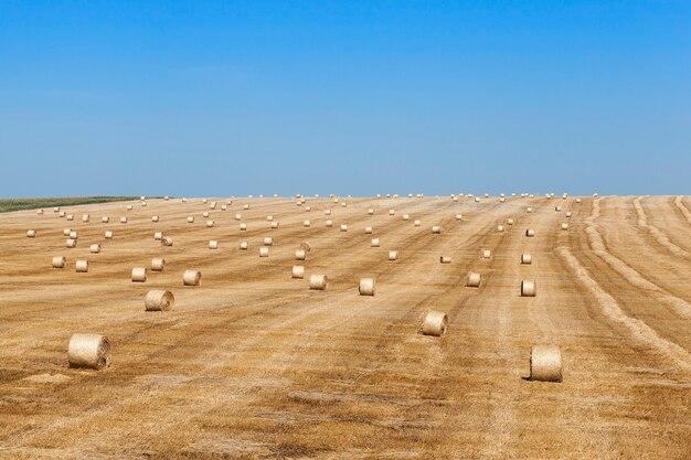 Стога сена в поле соломы стога соломы осталось после сбора урожая пшеницы малая глубина резкости