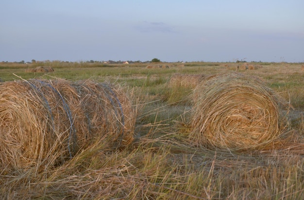 Haystacks rolled into bales in the Kuban fields