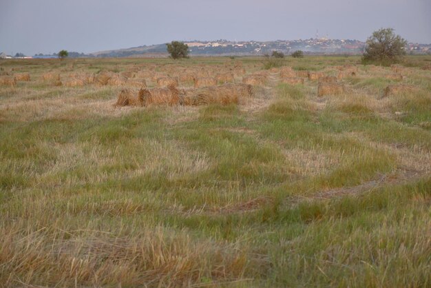 Haystacks rolled up in bales in the fields of kuban