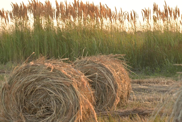 Haystacks rolled up in bales in the fields of kuban