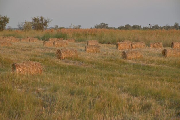 Haystacks rolled up in bales in the fields of kuban