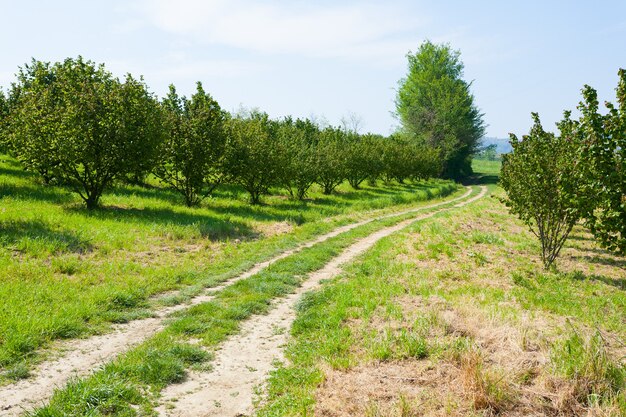 Hazel cultivation from Langhe region