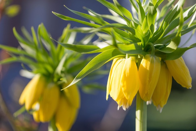 Hazel grouse imperial yellow in spring fritillary