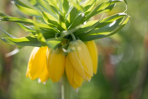 Hazel grouse imperial yellow in spring fritillary