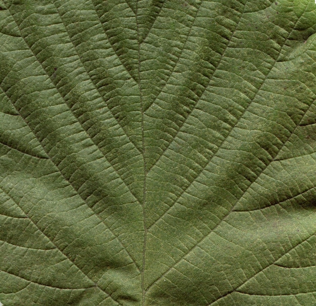 개암나무 잎
