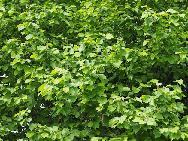 Hazel tree leaves